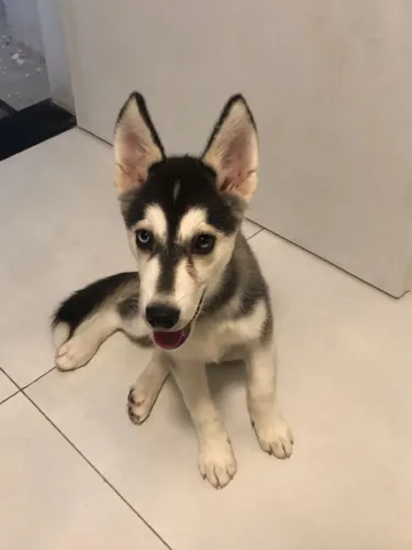 Vende-se filhote de husky siberiano