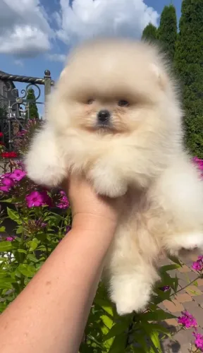 Cachorro Lulu da Pomerania carinho para seu grande amor