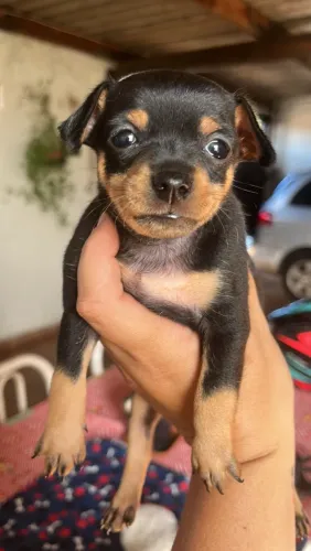 Pinscher Macho Canela Seca ÚLTIMO FILHOTE