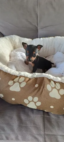 Filhote de pinscher disponível a venda