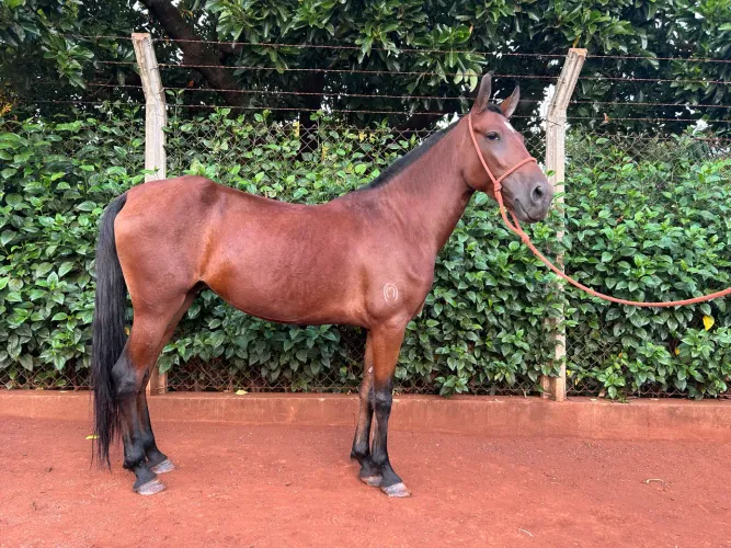 Égua Mangalarga Marchador Registrado 