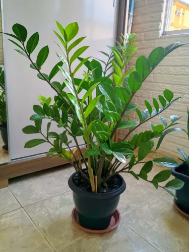 Plantas saudáveis