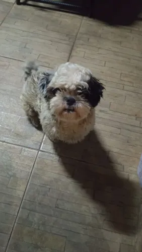 Doando Shitzu