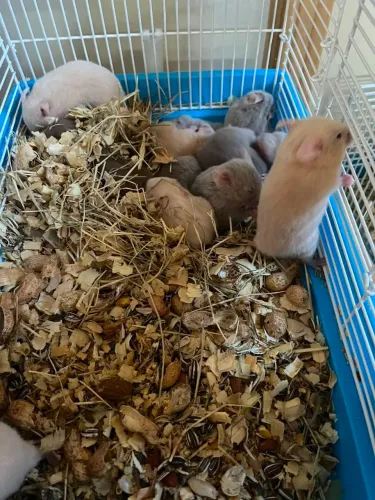 Hamster sírio 
