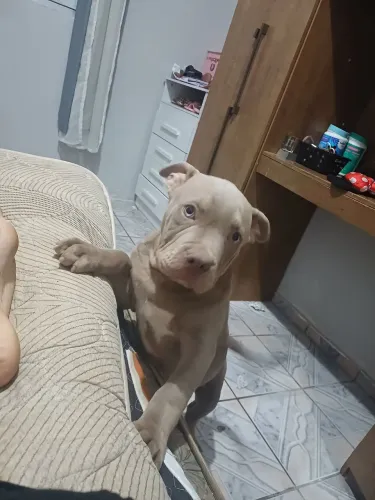 Pitmonster