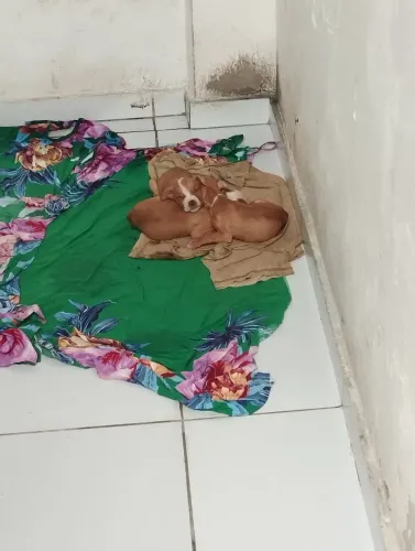 Filhotes de Cachorro Pitbull