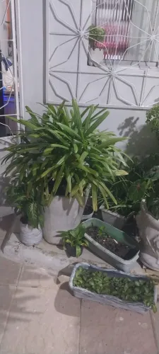 Plantas pra Jardinagem & Decoração