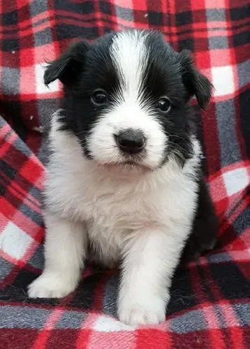 Border collie lindos filhotes 