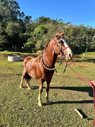 Vem no cavalo