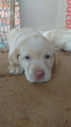 Labrador amarelo filhote