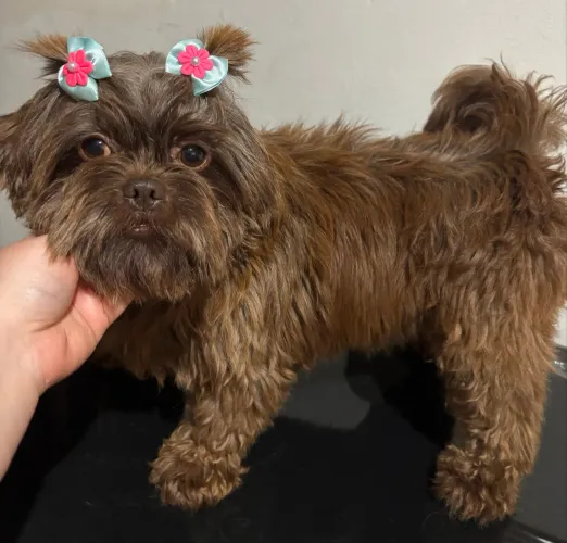 Shihtzu fêmea