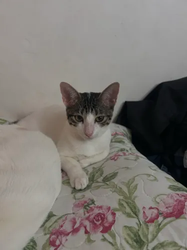 Gatinha para doação 