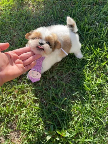 Shih Tzu Mini