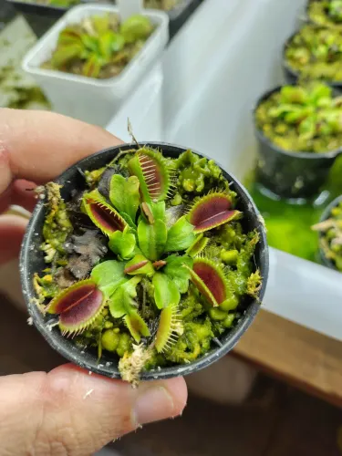 Planta Carnivora(dionaea Big Mouth)(vaso nr6)