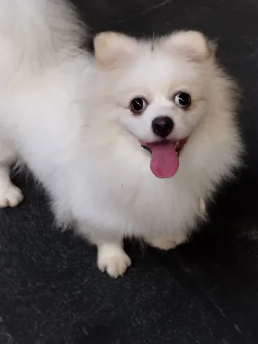 Spitz alemão fêmea.