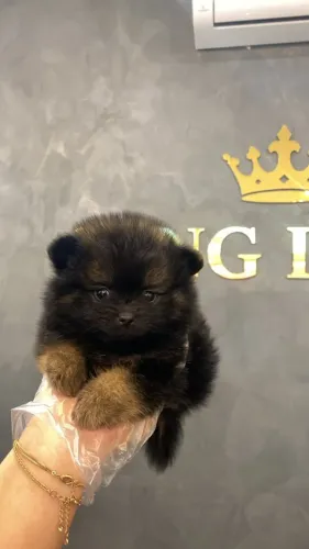 Spitz Alemão Muito Charmoso ?