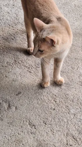 Doação de gatinhos 