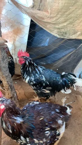 Galo Sertanejo balão a partir de 6kg