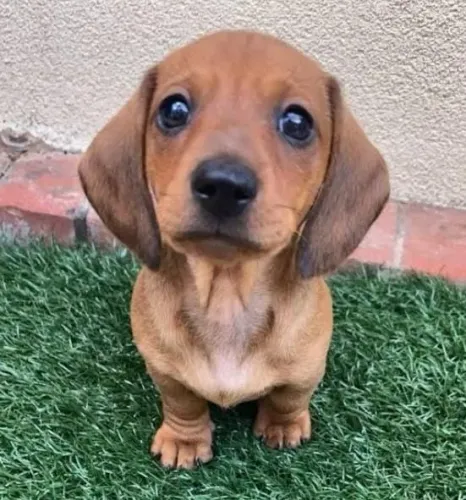 Basset Dachshund Filhotes Para Pessoas Exigentes. 
