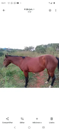Baianinho transporte rápido