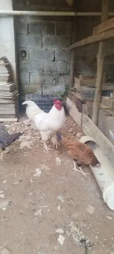 Galo caipira branco 