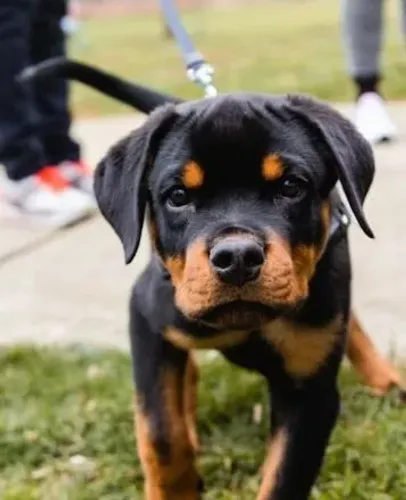 Rottweiler Um pequeno serzinho pronto para mudar sua vida