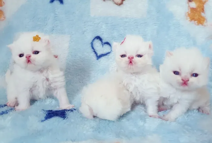 Filhotes gatos persas