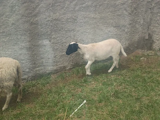 Lote de ovelhas, carneiros
