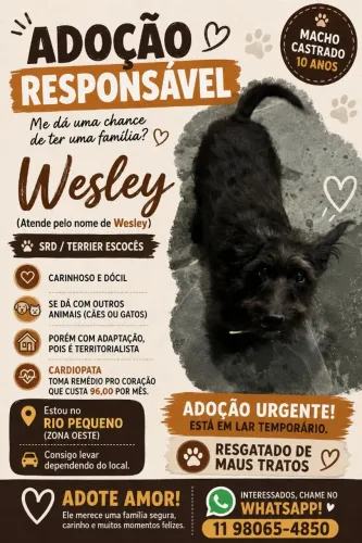 Cachorro Macho SRD/Terrier Escocês Castrado - Adoção Responsável
