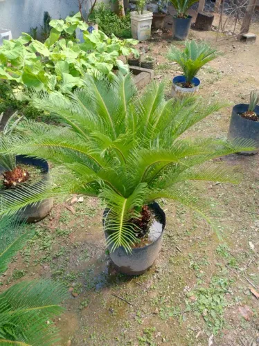 PALMEIRA CYCA
