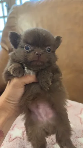 Filhote Chihuahua Chocolate
