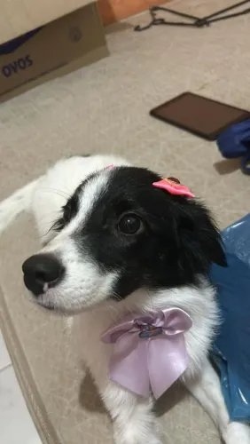  Adoção: Conheça a Maya!