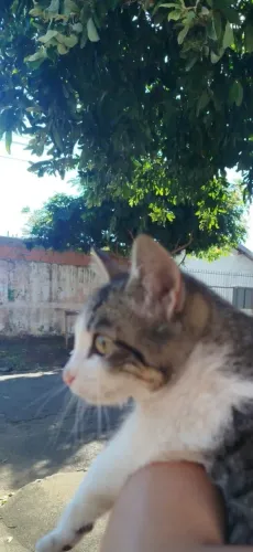 Gatinho macho