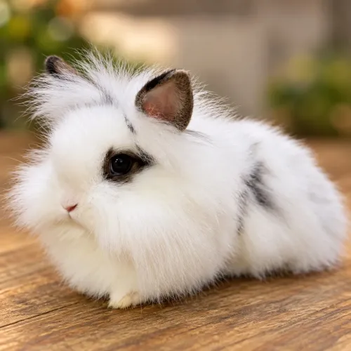 Coelho mini lion