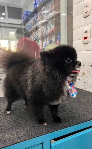 Spitz Raro