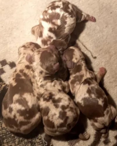 Filhotes de daschunds