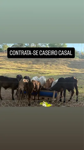 CONTRATA-SE CASEIRO (CASAL)