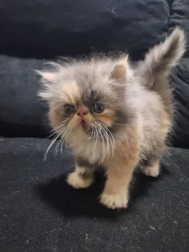 Gata e gato persa filhotes puro