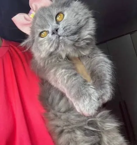 Gatinha persa cinza 7 meses disponível 