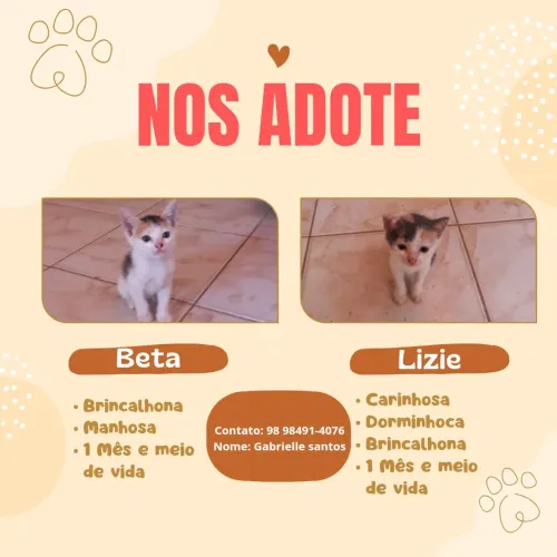 DOAÇÃO DE GATOS ( URGÊNCIA )