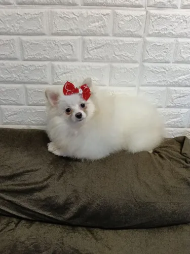 Lindas Luluzinhas fêmeas 