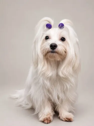 Maltês fêmea com pedigree 
