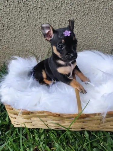 PINSCHER