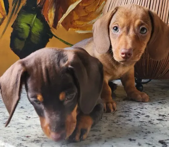 Dachshund - Chegou a Hora de Ter Um Aumiguinho Desse!!