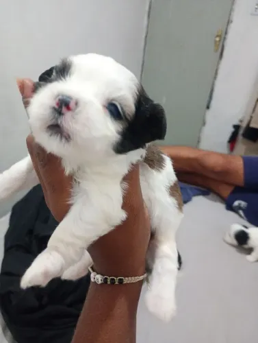 Lhasa Apso 