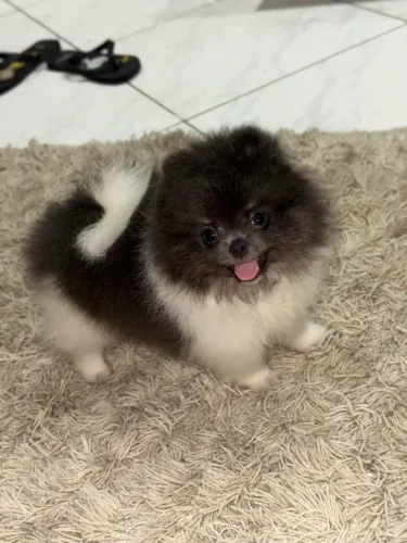 Lulu da Pomerania