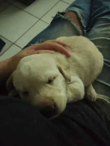 Filhotes Labrador