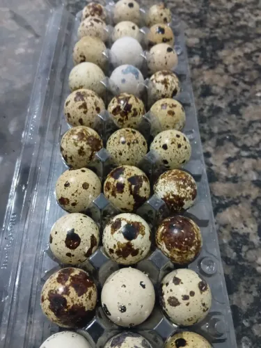 Ovos fértil codorna gigante disponível,