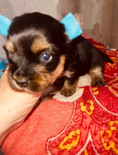 Yorkshire terrier
