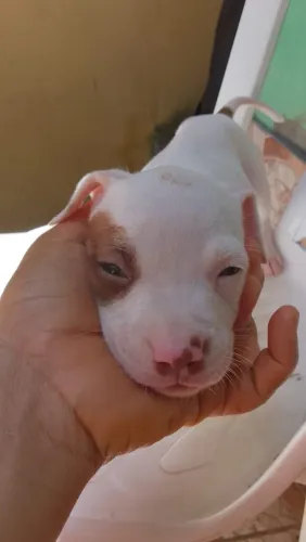 VENDO PITBULL